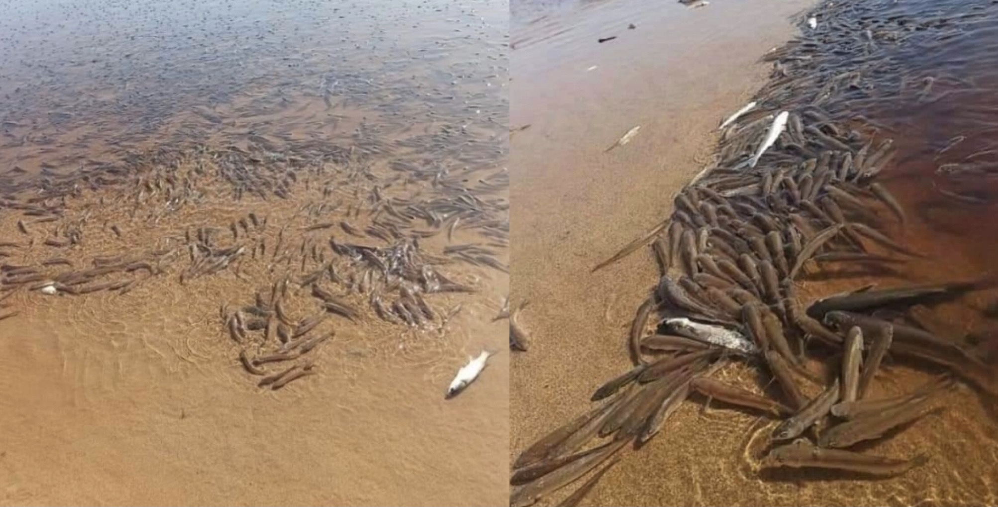 مافيا نهب رمال البحر تتسبب في كارثة بيئية بآسفي